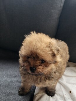 Pomeranian fenka - 8