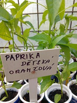 Doprodej sazenic rajčat a paprik - 8