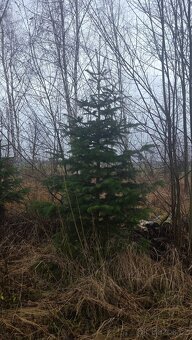 Vanoční Jedle kavkazská - 8