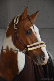 Charakterní klisna - 8