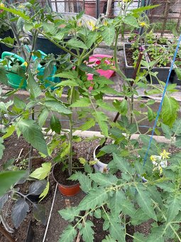 Rajčata venkovní  , černé , cherry, papriky venkovni - 8