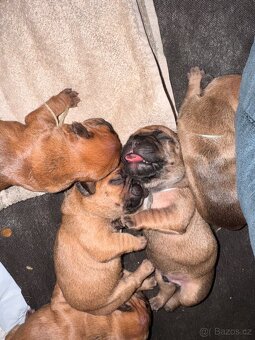 Francouzský buldoček – štěňátka k rezervaci 🐶 - 8