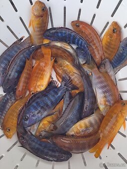 TLAMOVCI    TANGANIKA      MALAWI - 8