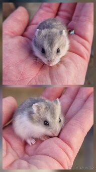 Mláďata křečka džungarského - 8