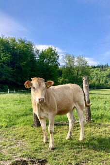 Jalovice masny skot Parthenaise, Blonde d Aquitane - 8