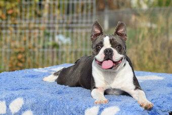 bostonský teriér s PP - modrý+lilac pejsek, modrá holčiča - 8