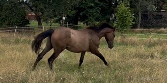 Prodáme 1,5 letou klisnu Českého teplokrevníka, ČT - 8