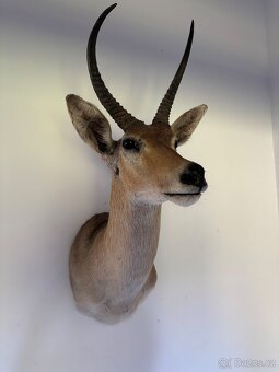 Nádherná Lovecká Trofej - IMPALA Afrika - TOP - 8