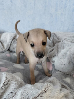 ITALSKÝ CHRTÍK - 8