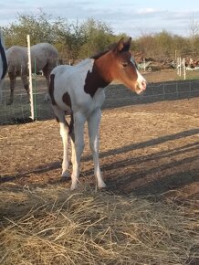 Připouštění jedinečným APH hřebcem HB Keenshow Rooster - 8