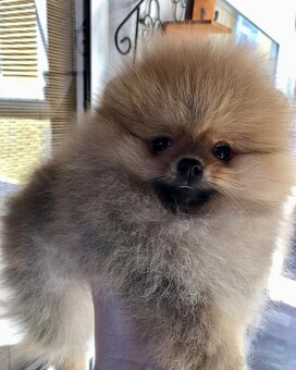pomeraniany - 8
