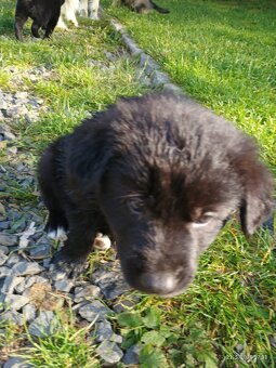 Štěňata Borderkolie a Labradora - 8
