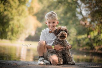 Lagotto Romagnolo s PP - 8