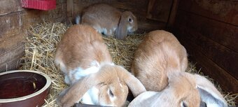 Francouzský  beran - 8