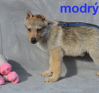 Československý vlčák - 8
