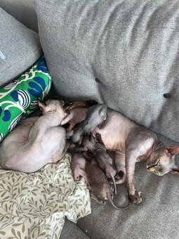 Kanadský Sphynx kaťata bez pp - 8