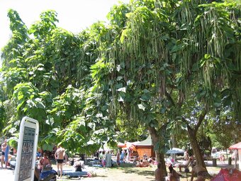Catalpa stromky Nana - zakrslé, nebo Bignonioides velké - 8