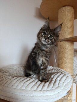 Mainská mývalí koťátka s PP - 8