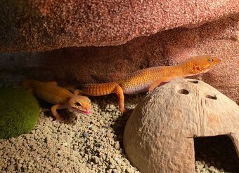 Gekončíci noční s vybaveným teráriem - 8