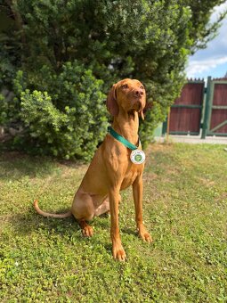 Maďarský ohař s PP - 8