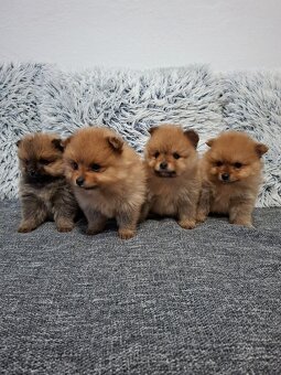 Pomeranian - 8