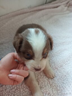 Australský ovčák bez PP - 8