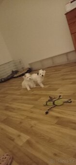 Čínský chocholatý pes - 8