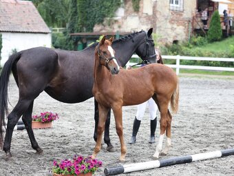 Klisnička po One And Only (Don VHP) - 8