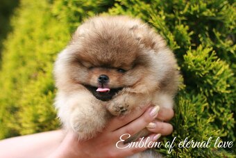 Pomeranian FCI - 8