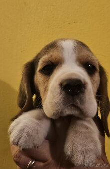 Bígl štěňátka - 8