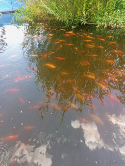 Jezírkové ryby na prodej - 8