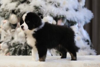 Miniaturní americký ovčák - 8