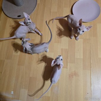 Kanadský sphynx - 8