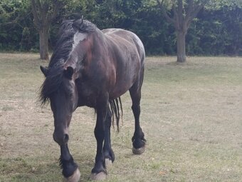 Fríský kůň, Quatrer horse - 8
