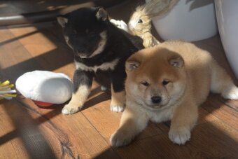 Shiba inu s průkazem původu - 8