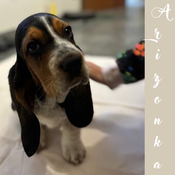 Basset Hound - štěňátka - 8
