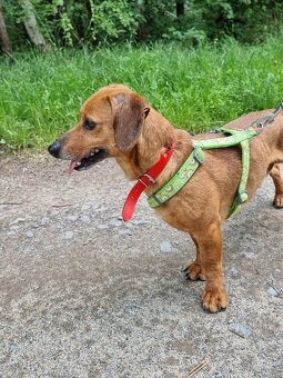 ENDY K ADOPCI - akční, přátelský jezevčík - 8