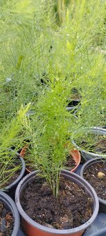 Byliny a trvalky - 8