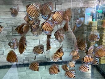 Discus, terčovci RED Tyrkys - 8