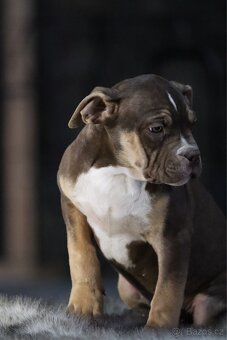 American Bully xl - 8