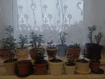 Prodám tlustice + palmy + jiné rostliny - 8