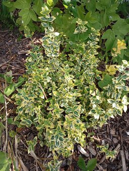 Velké množství rostlin - 8