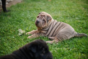 šarpej sharpei - 8