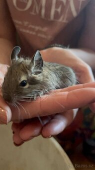 Osmák degu - 8