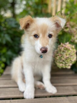 Predaj border collie - 8