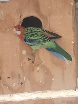 Kakariki - 8