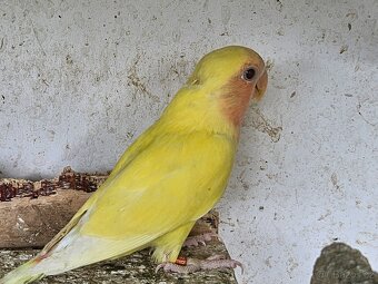 Agapornis růžohrdlý,Holoubek diamantový - 8