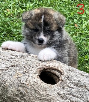 Akita Inu s PP - 8