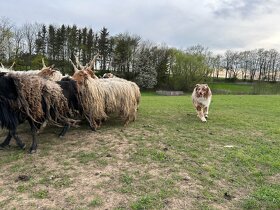 KRYTÍ CHOVNÝM PSEM - AUSTRALSKÝ OVČÁK S PP - 8