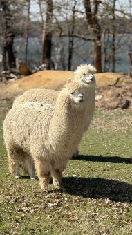 Alpaca samci - 8